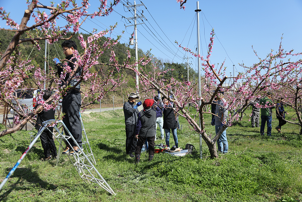 2018 04 16 과수적화봉사-용천리